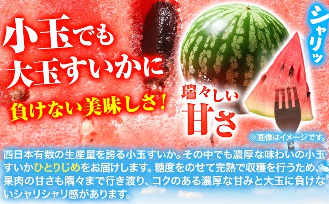 紀州和歌山産 小玉スイカ 「ひとりじめ」 1玉 魚鶴商店《2027年6月上旬-6月下旬頃出荷》 和歌山県 日高川町 スイカ スイーツ フルーツ---wshg_uot234_6j6g_26_10000_1t---