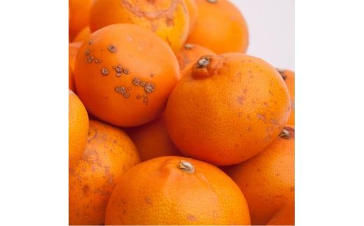 ＜2月より発送＞家庭用 せとか2.5kg+250g（傷み補償分）【柑橘・春みかんの王様】【わけあり・訳あり】【光センサー選果・食べ頃出荷】【ikd236A】