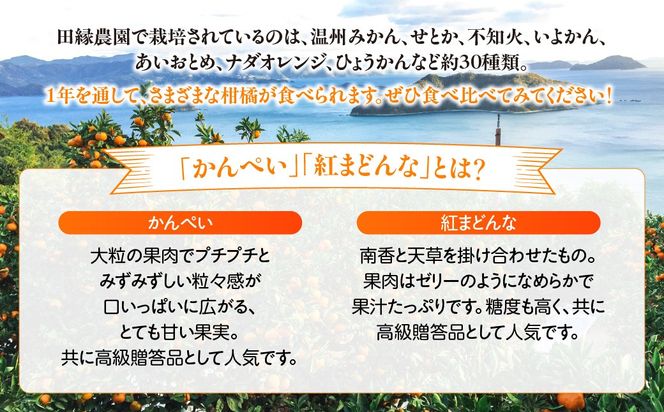 【愛媛県産】田縁農園の無添加100% かんぺい・紅まどんなジュース各3本セット（720ml×6本/かんぺい3、紅まどんな3） ストレート果汁100％ IKTA012