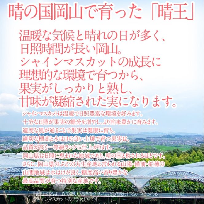 2026年 先行予約シャインマスカット 晴王 1房約720g 9月～10月出荷/ 岡山県産 種無し 皮ごと食べる みずみずしい フレッシュ 晴れの国 おかやま　 果物大国 彩美菜果