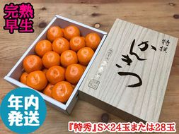 年内発送 完熟早生 有田みかん 化粧小箱 特秀 S サイズ 24玉または28玉入 和歌山 南泰園 みかん 	BS637