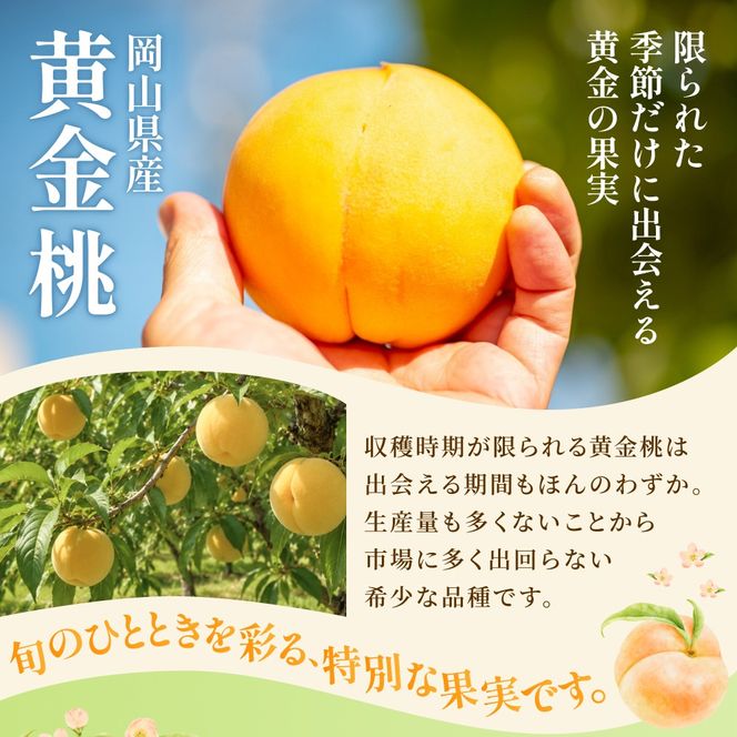 先行予約 岡山県産 黄金桃 3.8kg 化粧箱入り・贈答用 高級 おうごんとう 花田青果【2026年9月初旬～9月中旬まで順次発送予定】/ 桃 もも モモ 果物フルーツ 贈答品 贈り物 岡山県【hnds010】