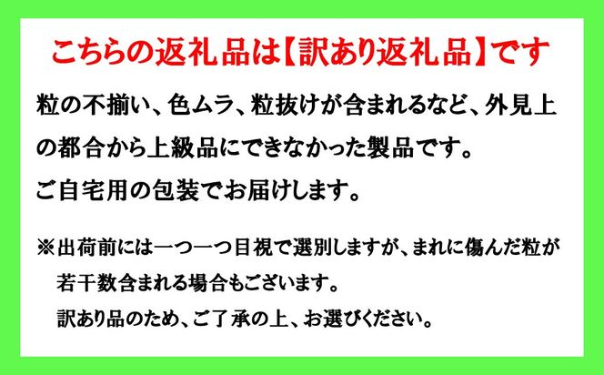 《訳あり》でも誇れる美味しさ　【BKシードレス】　1.0kg以上（3～4房）　【2026年発送分 先行予約】- FUJIKAWA GRAPES -　嬉しい満足感