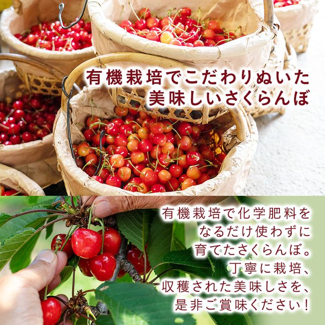 先行受付 さくらんぼ【 佐藤錦 】800g（200g×4）M-Lサイズ混合  サクランボ チェリー フルーツ 果物 果物類 ギフト 北海道 仁木町 仁木 [横山農園]