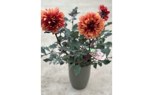 ダリア（チョコレートダリア）3色セット【農家直送】 | 植物 お花 花 鉢 鉢花 花鉢 フラワー ギフトプレゼント 贈り物 珍しい 育てやすい かわいい 可愛い キレイ おしゃれ オシャレ シック 送料無料 岐阜県 瑞穂市 ※北海道・沖縄・離島への配送不可