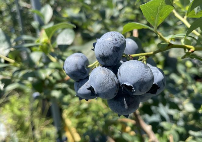 【数量限定】【2026年4月末より順次発送】お驚きの大きさ！大粒ブルーベリー(1kg) 農薬不使用 有機栽培【えのさんのブルーベリー園】_HA1355