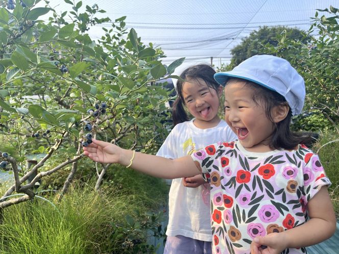 【数量限定】【2026年4月末より順次発送】お驚きの大きさ！大粒ブルーベリー(500g) 栽培期間中農薬不使用 有機栽培【えのさんのブルーベリー園】_HA1356