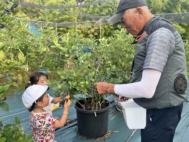 【数量限定】【2026年4月末より順次発送】お驚きの大きさ！大粒ブルーベリー(500g) 栽培期間中農薬不使用 有機栽培【えのさんのブルーベリー園】_HA1356