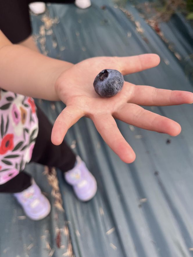 【数量限定】【2026年4月末より順次発送】お驚きの大きさ！大粒ブルーベリー(1kg) 農薬不使用 有機栽培【えのさんのブルーベリー園】_HA1355