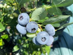 【数量限定】【2026年4月末より順次発送】お驚きの大きさ！大粒ブルーベリー(500g) 栽培期間中農薬不使用 有機栽培【えのさんのブルーベリー園】_HA1356