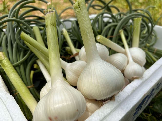 にんにくの芽みそ 120g×3本（自然栽培のにんにくシリーズ）【むなかたひかり】_HA1553