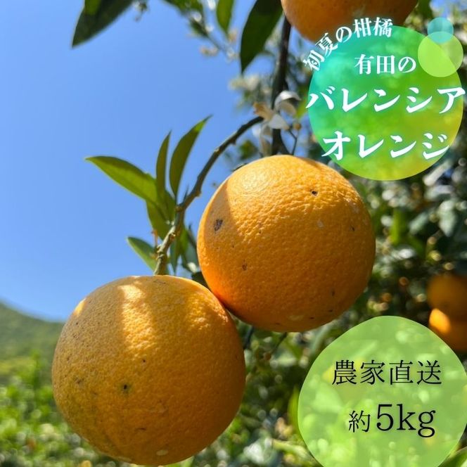 212.【数量限定】有田市生まれのバレンシアオレンジ（約5kg）(A212-1)