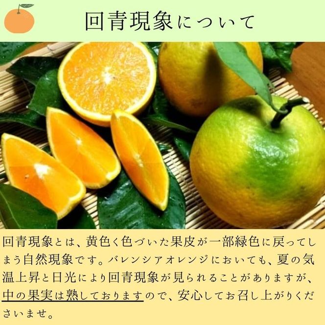 212.【数量限定】有田市生まれのバレンシアオレンジ（約5kg）(A212-1)
