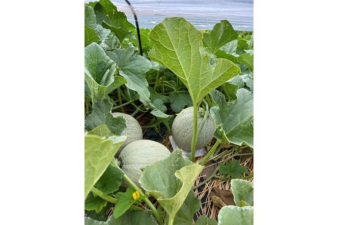 【先行予約】幻のメロン 新芳露 1玉（2026年7月下旬～発送）　BF00003