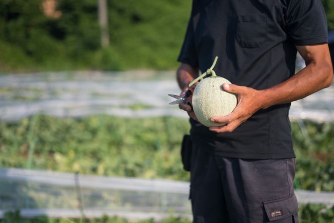 【先行予約】幻のメロン 新芳露 1玉（2026年7月下旬～発送）　BF00003