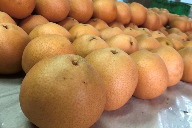 【先行予約／数量限定50】【訳あり】新興梨 優品 3kg（5～9玉入り）（2026年10月上旬～発送）　SF00044