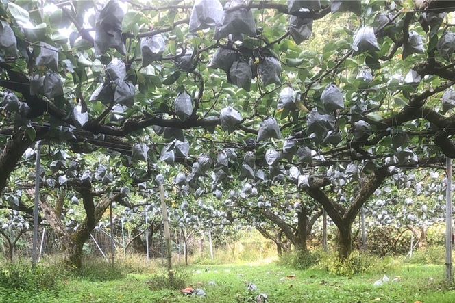 【先行予約／数量限定50】【訳あり】新興梨 優品 3kg（5～9玉入り）（2026年10月上旬～発送）　SF00044