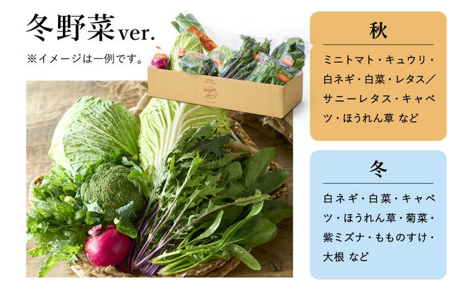 旬の新鮮なお野菜を産地直送！ベジプラ特選 旬の野菜セット【定期便：4回　春(5月)・夏(7月)・秋(11月)・冬(1月) 】 / 野菜 詰め合わせ セット 野菜セット 新鮮 ギフト やさい 苦みが少ない 甘みが強い Veggie de＋【野菜例：キャベツ 水菜 ミニトマト レタス とろり葱 ほうれん草等】