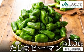 【先行予約】数量限定 たじまピーマン 約1.5kg / 7月中旬から順次発送 肉厚 ピーマン 肉詰め 新鮮 野菜 産地直送 やさい 苦みが少ない 甘みが強い 歯ごたえが良い 濃い緑 夏秋ピーマン
