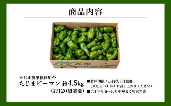 【先行予約】数量限定 たじまピーマン 約4.5kg / 7月中旬から順次発送 肉厚 ピーマン 肉詰め 新鮮 野菜 産地直送 やさい 苦みが少ない 甘みが強い 歯ごたえが良い 濃い緑 夏秋ピーマン