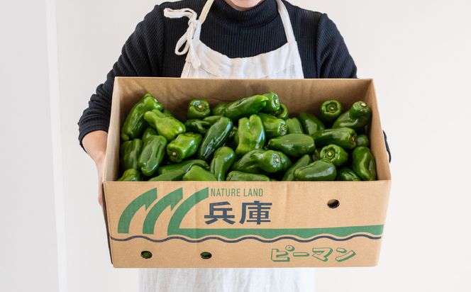 【先行予約】数量限定 たじまピーマン 約4.5kg / 7月中旬から順次発送 肉厚 ピーマン 肉詰め 新鮮 野菜 産地直送 やさい 苦みが少ない 甘みが強い 歯ごたえが良い 濃い緑 夏秋ピーマン