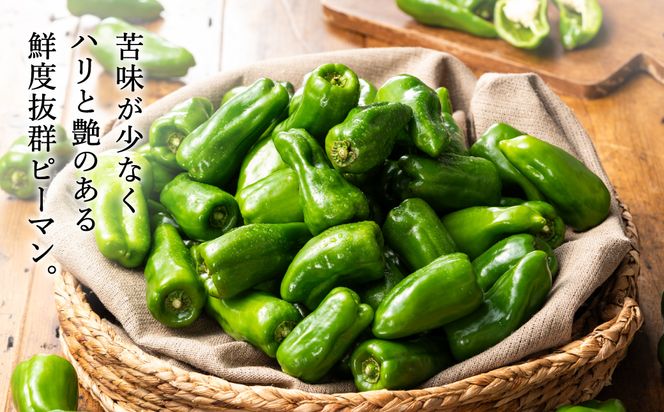 【先行予約】数量限定 たじまピーマン 約4.5kg / 7月中旬から順次発送 肉厚 ピーマン 肉詰め 新鮮 野菜 産地直送 やさい 苦みが少ない 甘みが強い 歯ごたえが良い 濃い緑 夏秋ピーマン