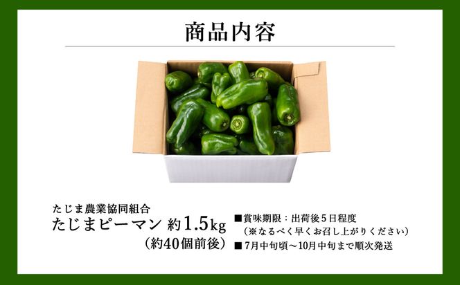 【先行予約】数量限定 たじまピーマン 約1.5kg / 7月中旬から順次発送 肉厚 ピーマン 肉詰め 新鮮 野菜 産地直送 やさい 苦みが少ない 甘みが強い 歯ごたえが良い 濃い緑 夏秋ピーマン