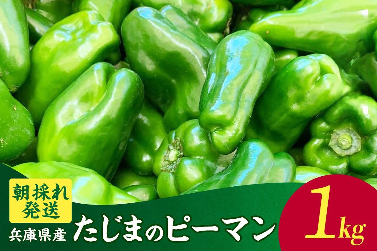 [朝採れ発送「たじまのピーマン」1kg]野菜 ピーマン たじま たじまピーマン 新鮮野菜 サラダ 野菜 絶品 新鮮 ふるさと納税 兵庫県 香美町 村岡 むらおか夢アグリ 41-26