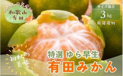 【初秋の美味】特選　ゆら早生有田みかん　約3kg+200g(傷み補償分)【2026年10月中旬～11月上旬頃に順次発送予定】【ard050C】