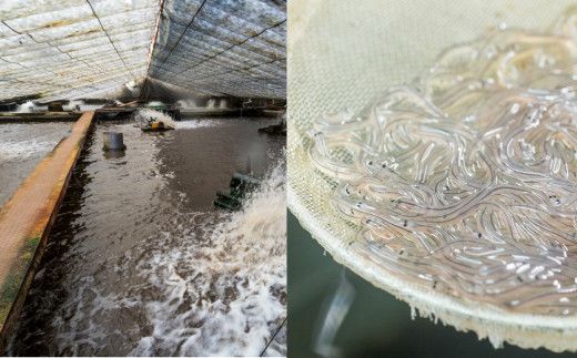 田野町産うなぎの蒲焼き(大）2本 タレ付き 山椒付き うなぎ 鰻 ウナギ 蒲焼き かば焼き 無頭 おいしい 国産 お取り寄せ 冷凍 配送