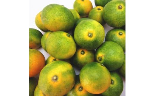 【初秋の美味】特選　ゆら早生有田みかん　約1kg+200g(傷み補償分)【2026年10月中旬～11月上旬頃に順次発送予定】【ard234】