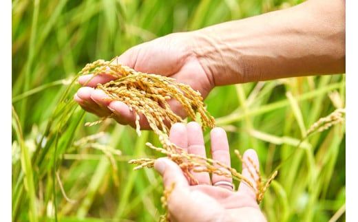 2026年産 丹後弥栄産コシヒカリ（玄米5kg） ふるさと納税 お米 米 玄米 コシヒカリ 農家直送 丹後こしひかり ふるさと納税 玄米　WD00005