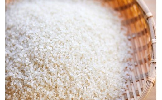 2026年産 丹後弥栄産コシヒカリ（玄米5kg） ふるさと納税 お米 米 玄米 コシヒカリ 農家直送 丹後こしひかり ふるさと納税 玄米　WD00005