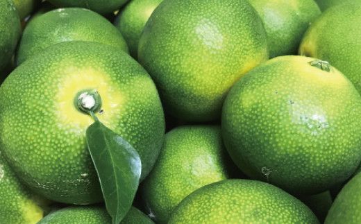 【先行予約】【初秋の美味】【農家直送】ご家庭用青切り有田みかん　約5kg +200g(傷み補償分)【2026年9月中旬～10月上旬頃に順次発送予定】【ard045C】